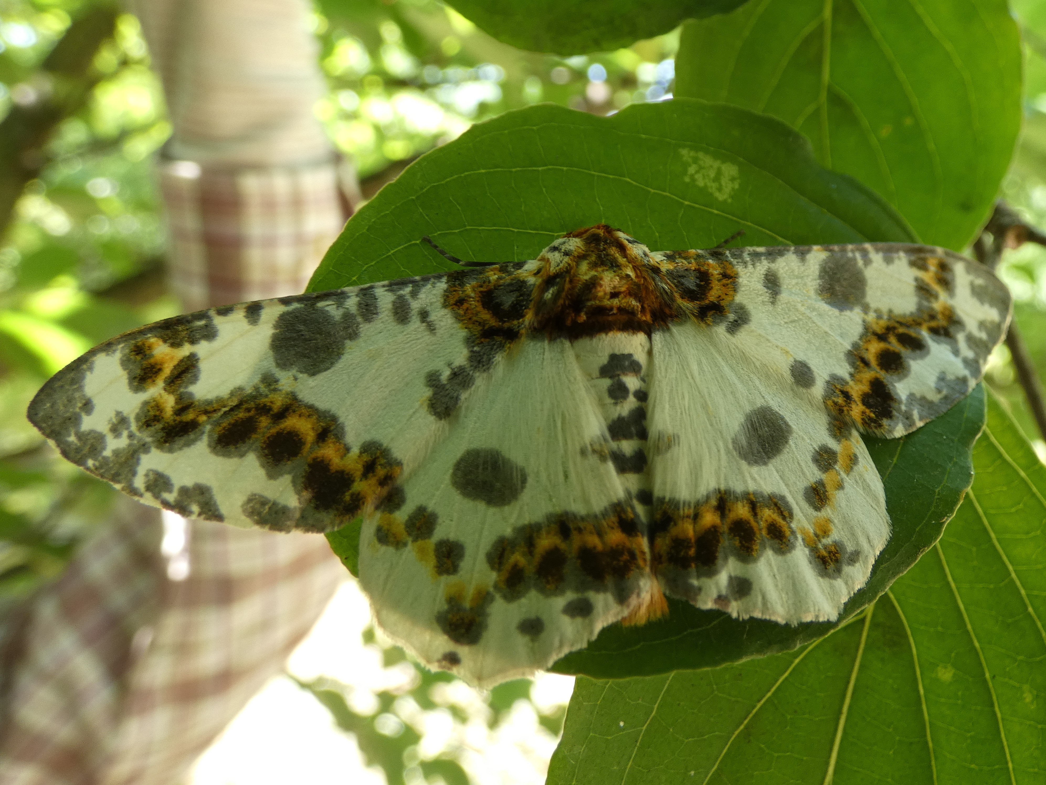 photo_1